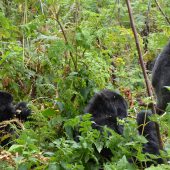  More Gorillas Hanging Out (Congo)